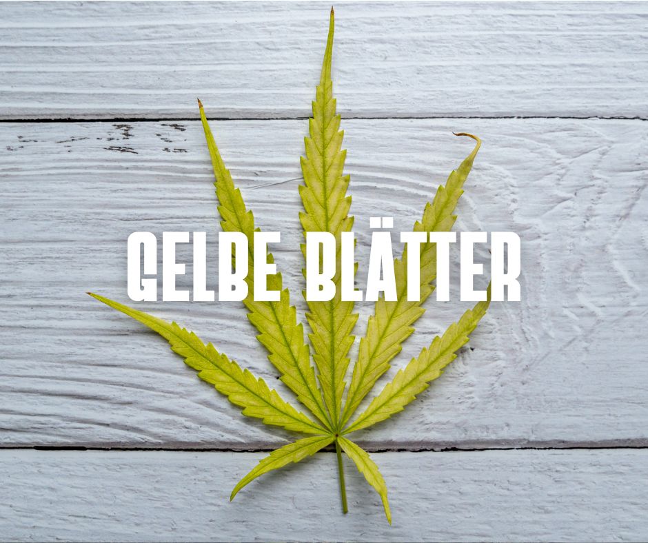 Warum werden Cannabisblätter gelb? Ursachen und Lösungen