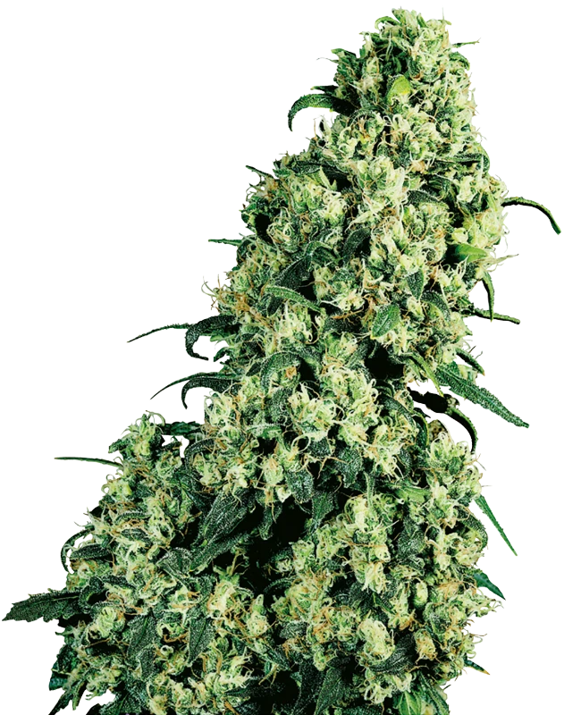 Skunk #1 (Sensi Seeds) feminisiert