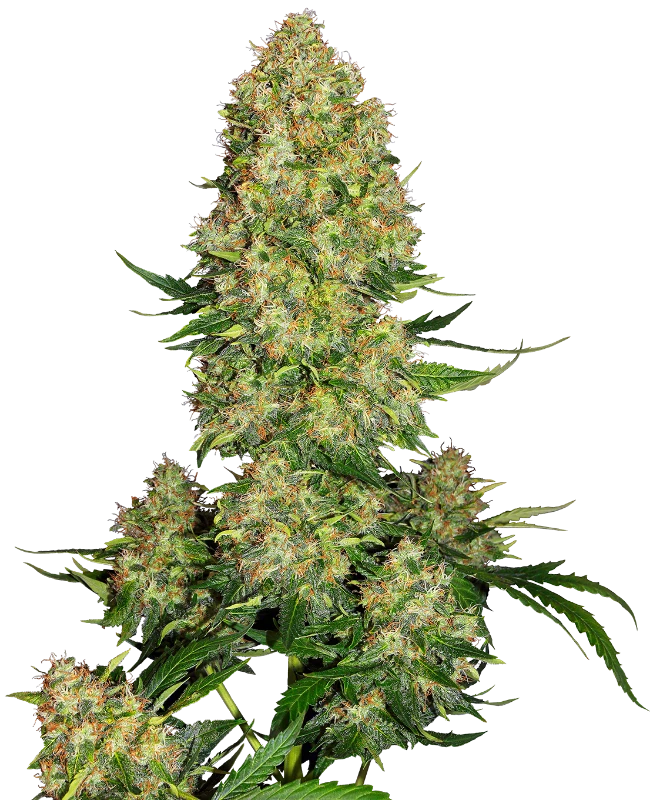 Skunk #1 Auto (Sensi Seeds)