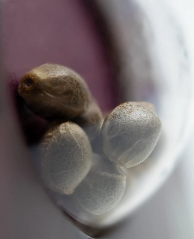 Early Skunk (Sensi Seeds) feminisiert