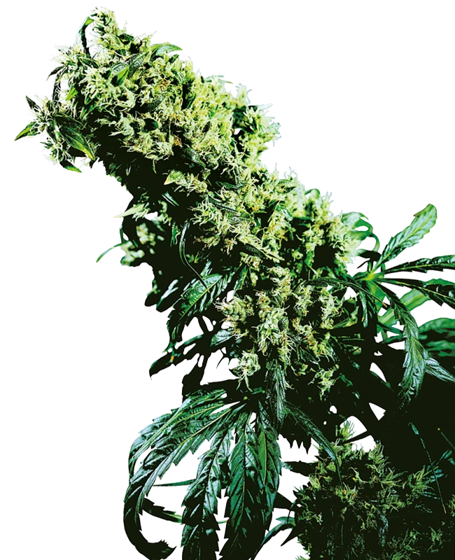 Northern Lights #5 x Haze (Sensi Seeds) feminisiert