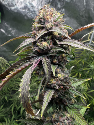 Gaz Money (DNA Genetics) feminisiert Cannabis Samen von DNA Genetics