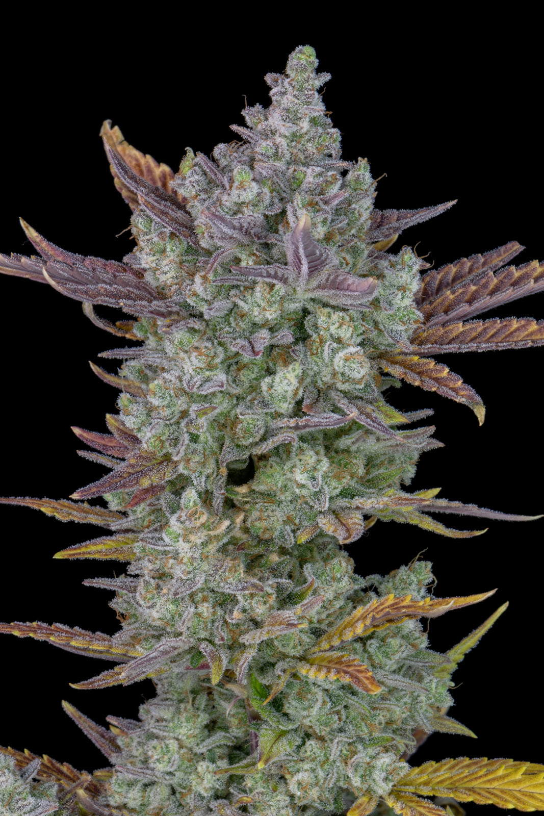 Gorilla Cookies Auto (Fast Buds)