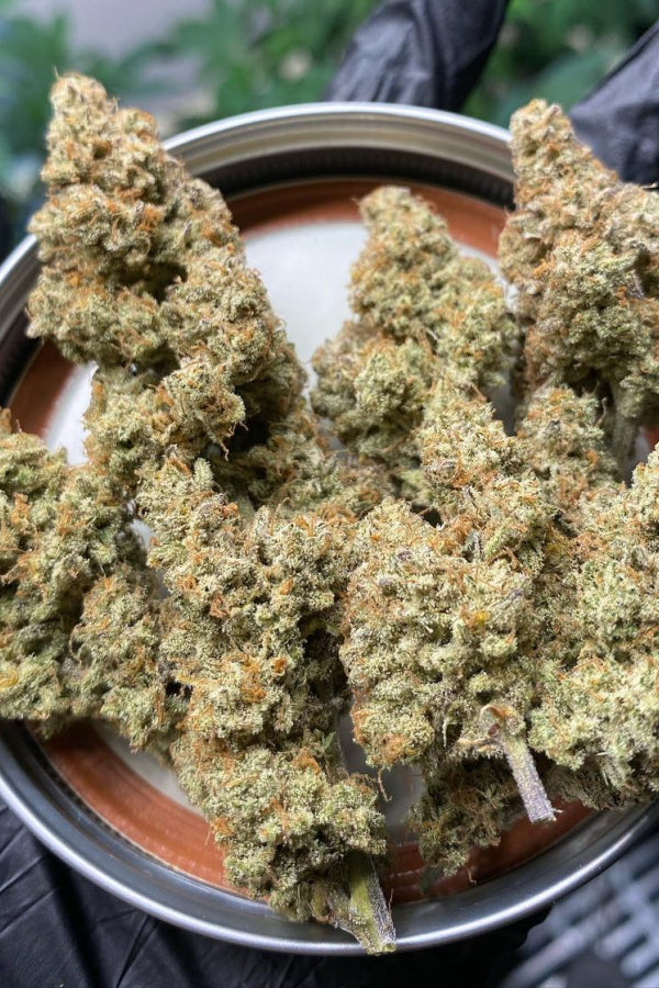 Forbidden Runtz Auto (Fast Buds)