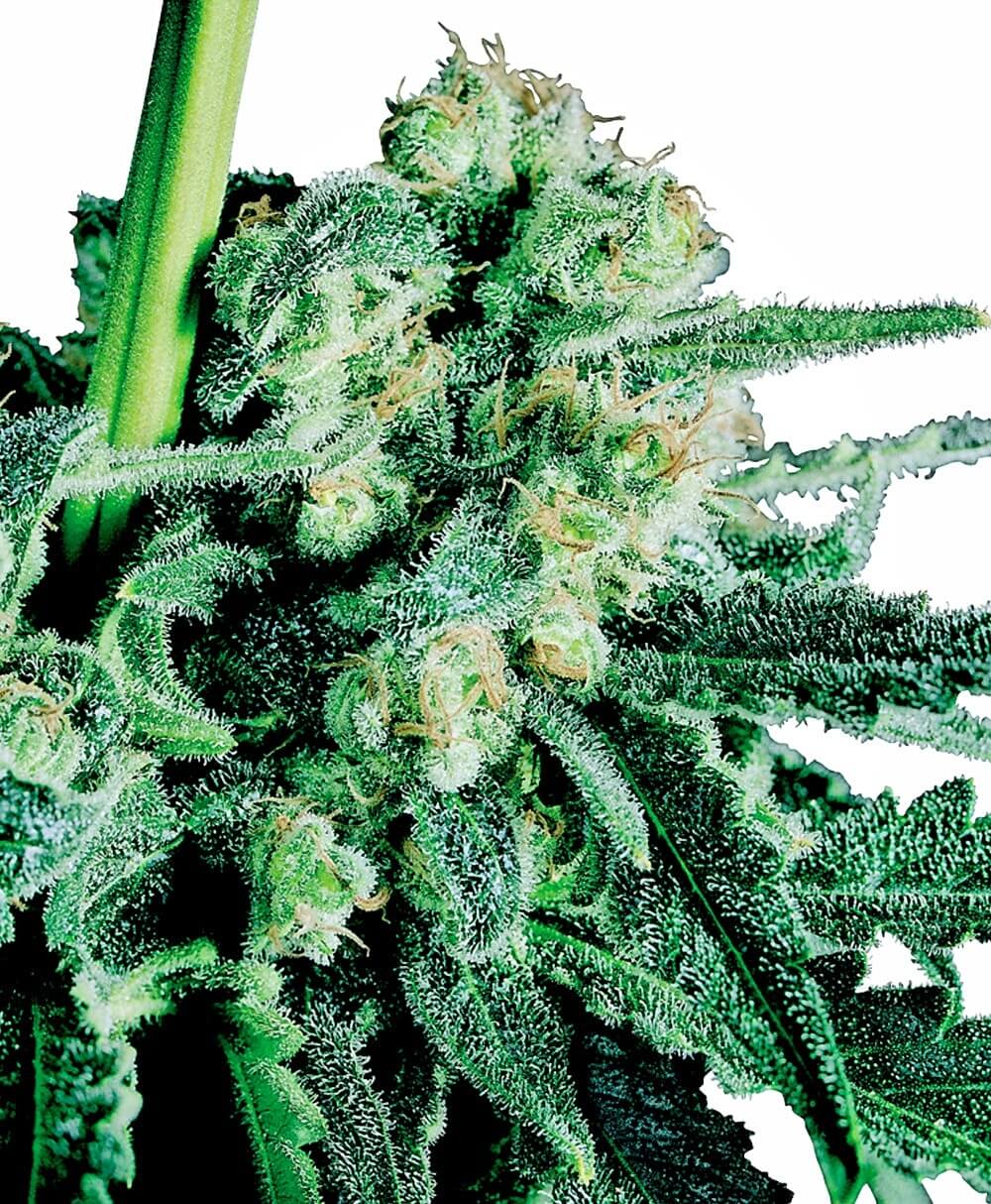 Sensi Skunk (Sensi Seeds) Regulär Cannabis Samen von Sensi Seeds