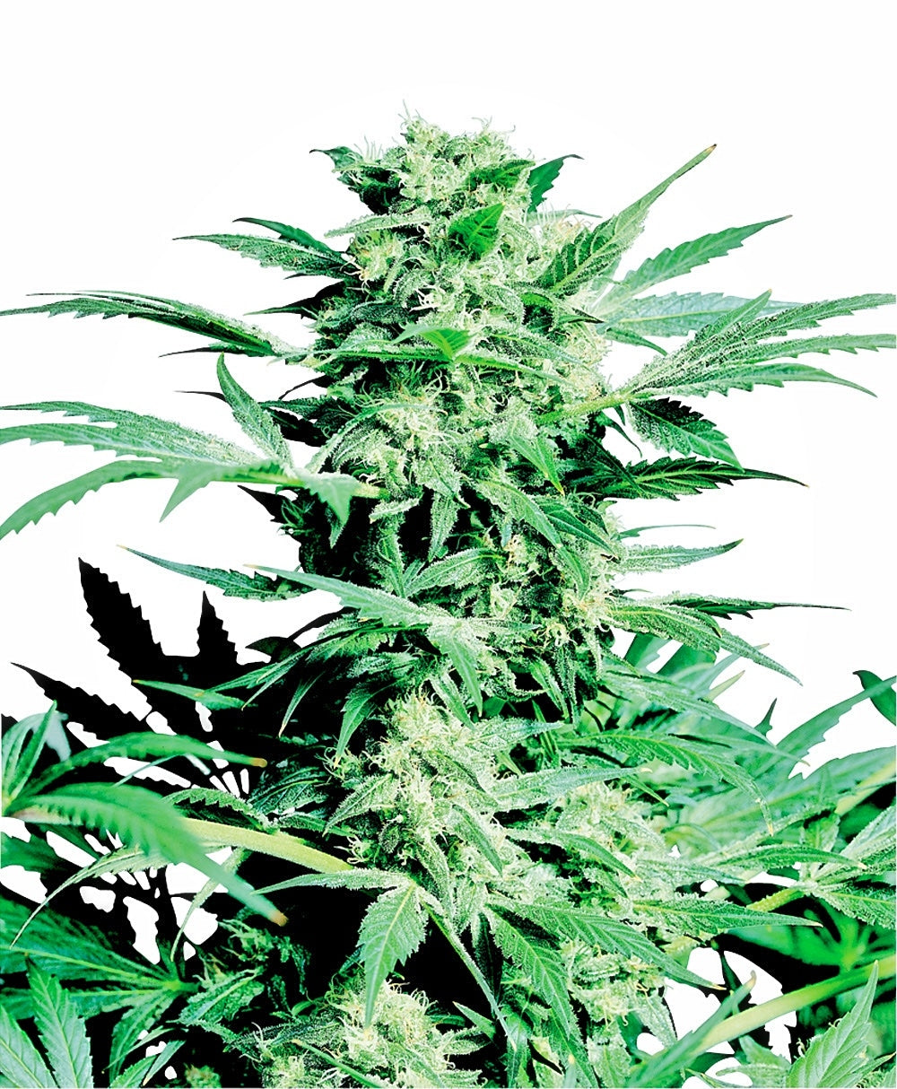 Shiva Skunk (Sensi Seeds) Regulär Cannabis Samen von Sensi Seeds