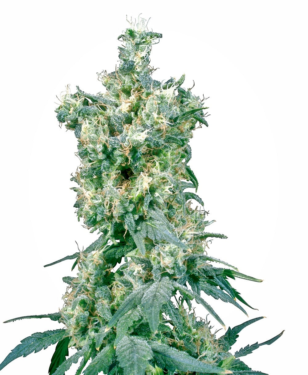 American Dream (Sensi Seeds) Regulär Cannabis Samen von Sensi Seeds
