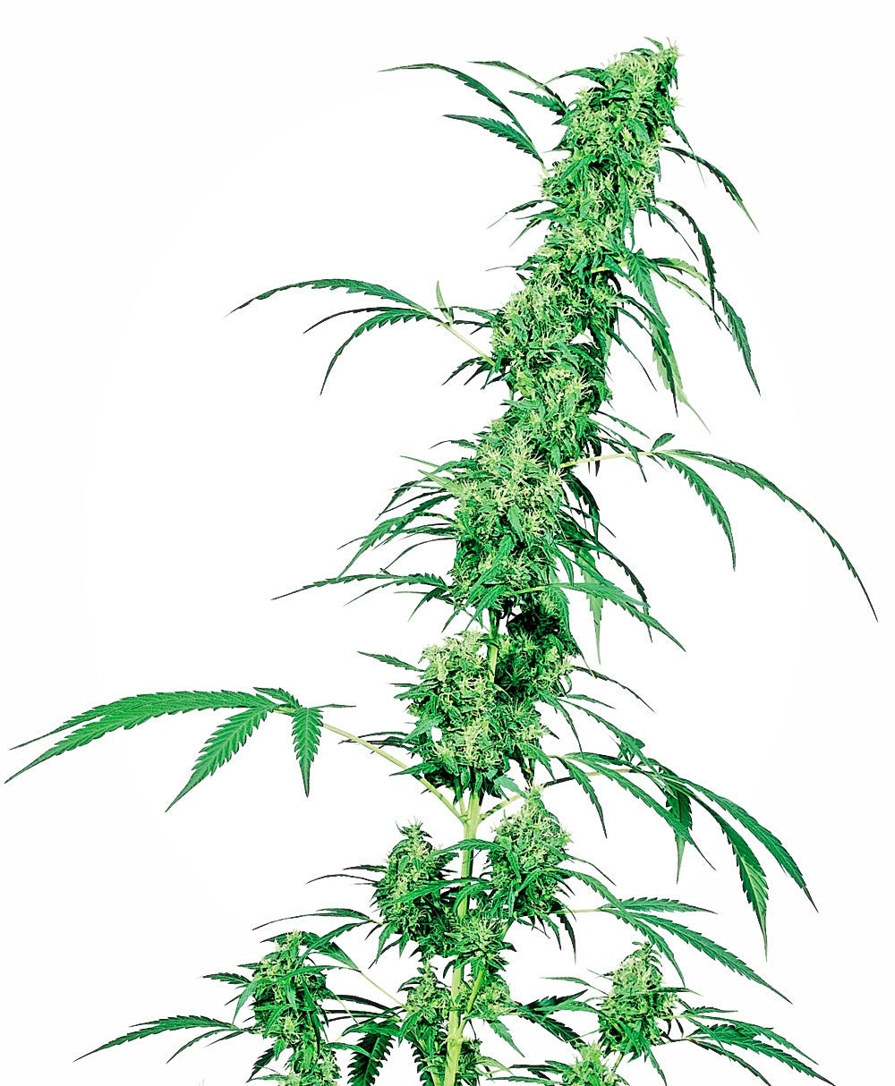 Fruity Juice (Sensi Seeds) Regulär Cannabis Samen von Sensi Seeds