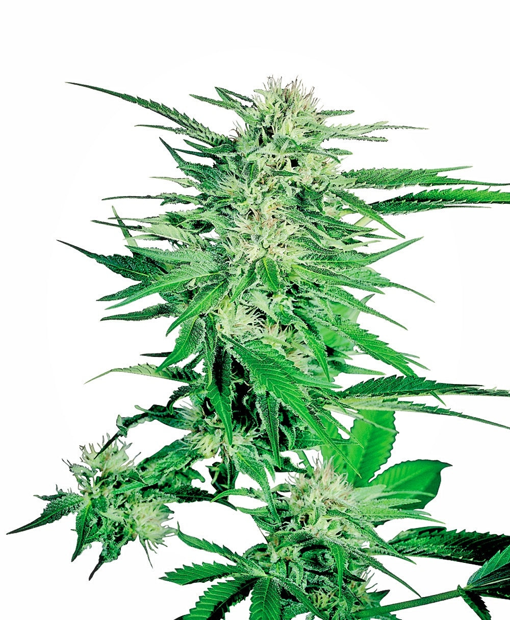 Big Bud (Sensi Seeds) Regulär Cannabis Samen von Sensi Seeds