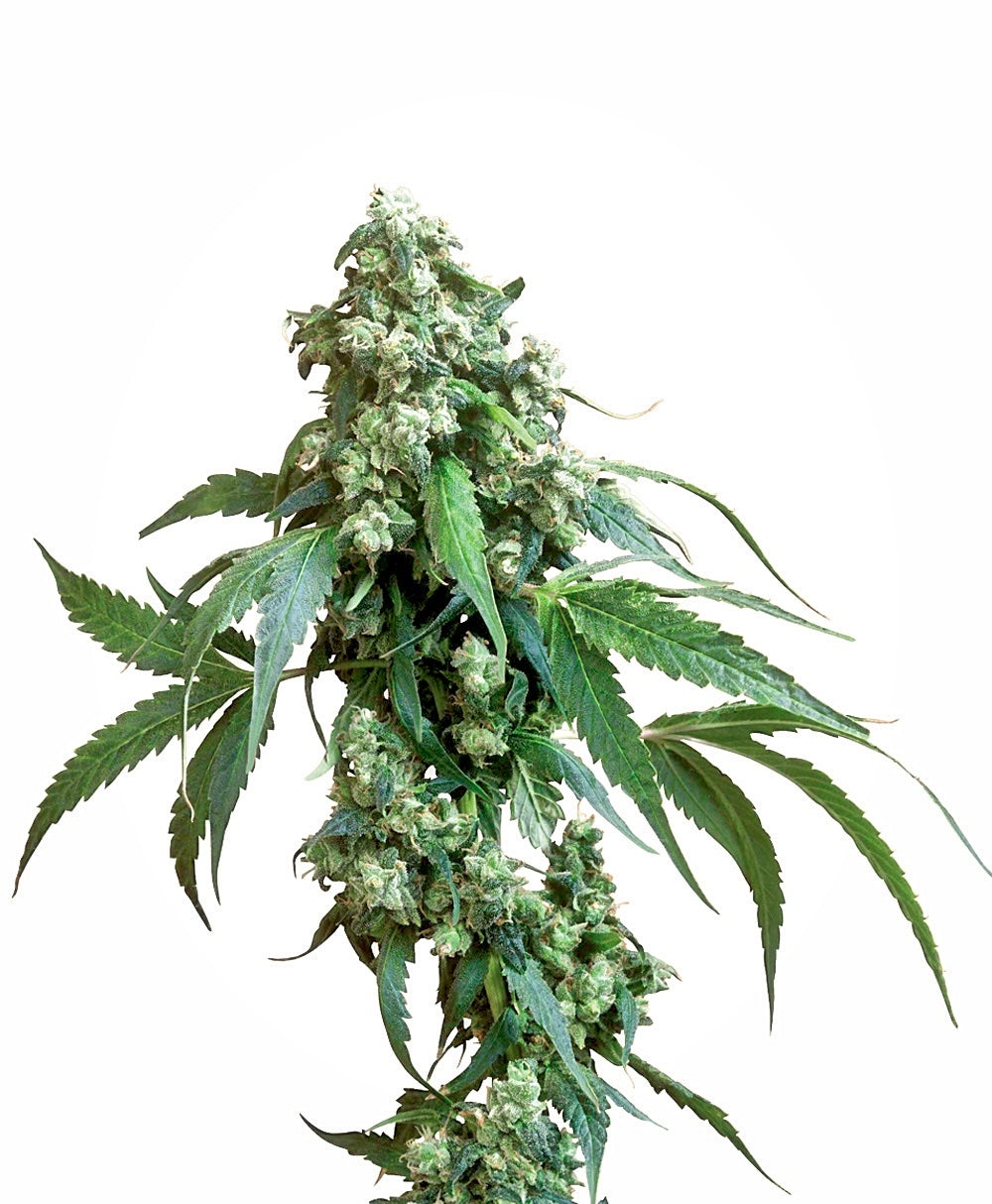 Jack Flash (Sensi Seeds) Regulär Cannabis Samen von Sensi Seeds