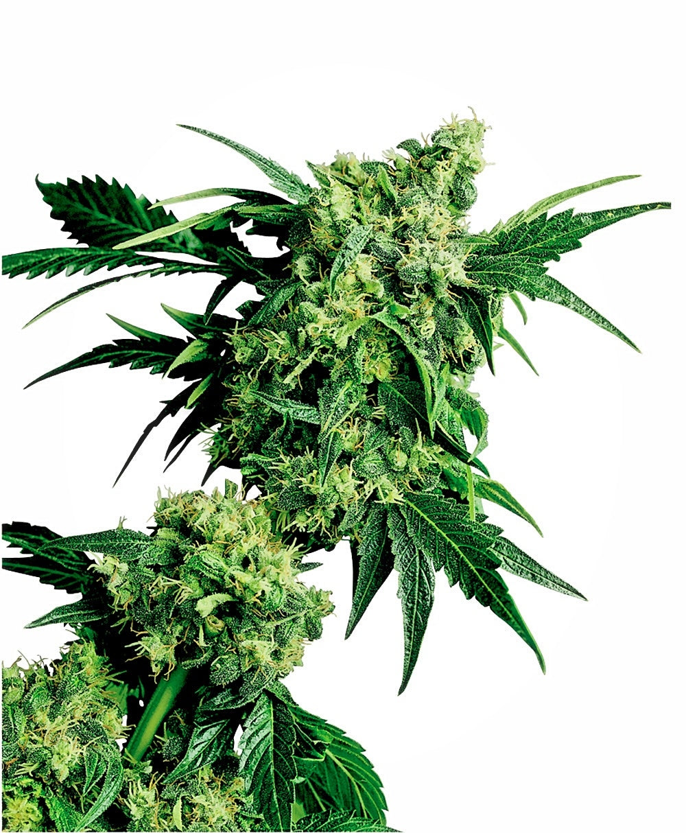 Mr. Nice G13 x Hash Plant (Sensi Seeds) Regulär Cannabis Samen von Sensi Seeds