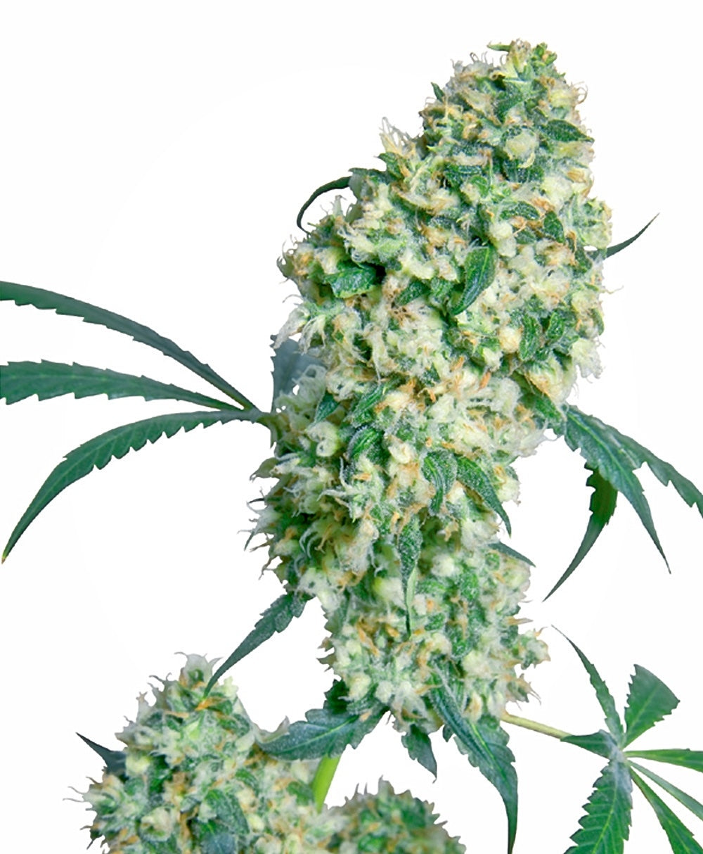 Ed Rosenthal Superbud (Sensi Seeds) Regulär Cannabis Samen von Sensi Seeds