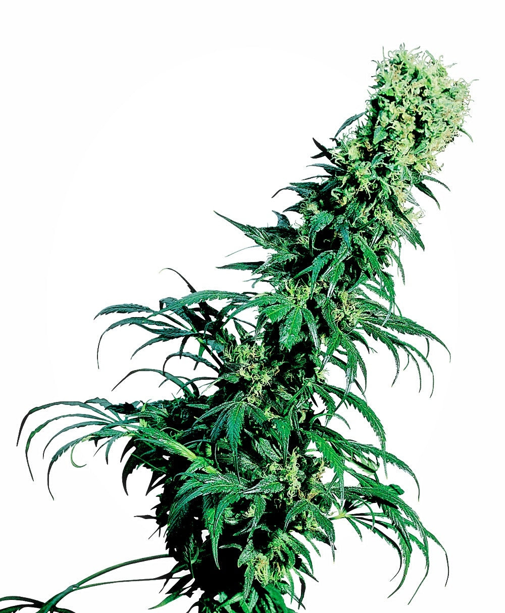 Early Pearl (Sensi Seeds) Regulär Cannabis Samen von Sensi Seeds