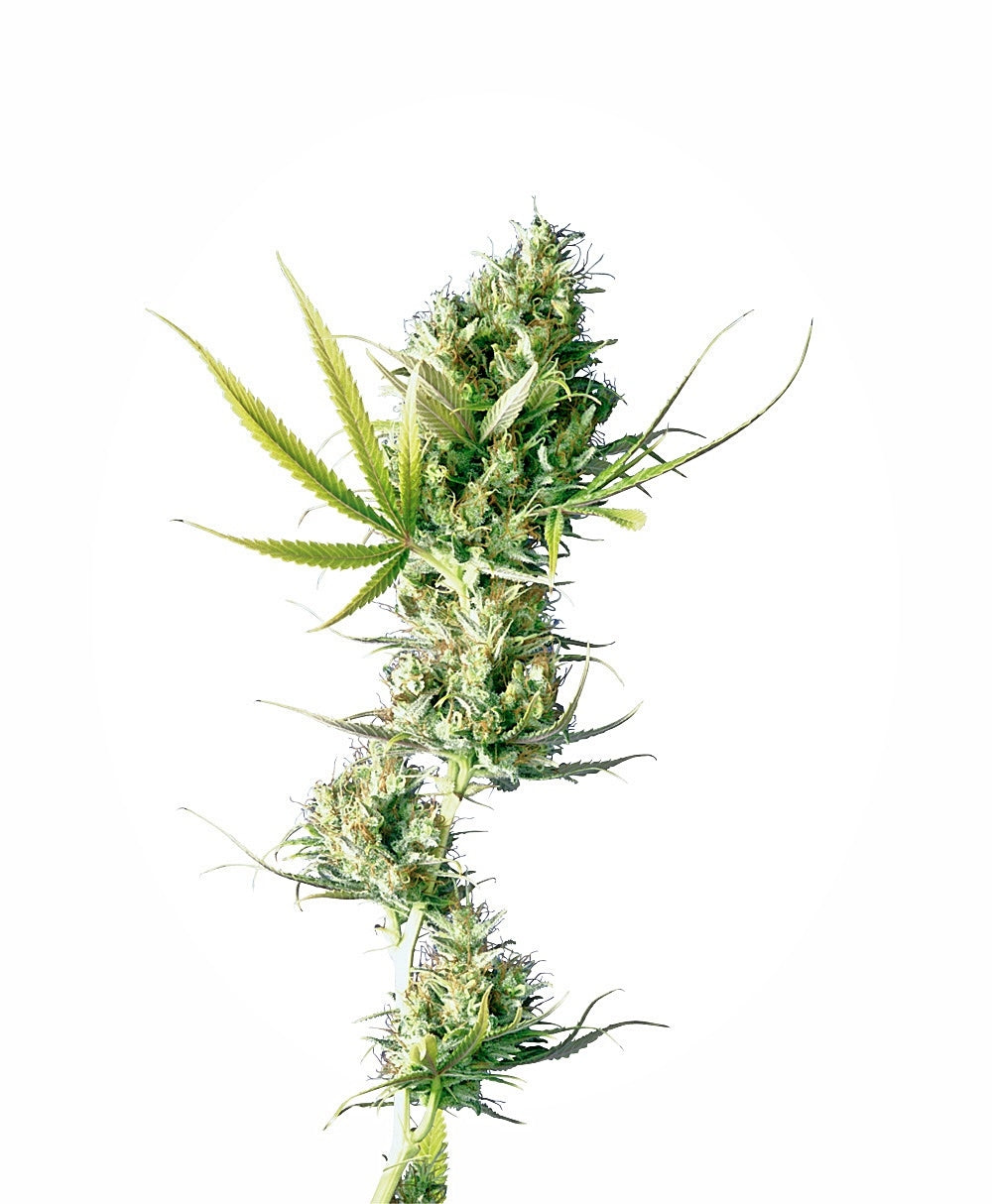 Durban (Sensi Seeds) Regulär Cannabis Samen von Sensi Seeds