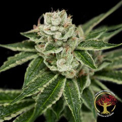 Crockett's Dawg (DNA Genetics) Regulär Cannabis Samen von DNA Genetics