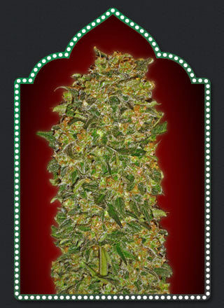 Female Collection #2 (00 Seeds) feminisiert Cannabis Samen von 00 Seeds