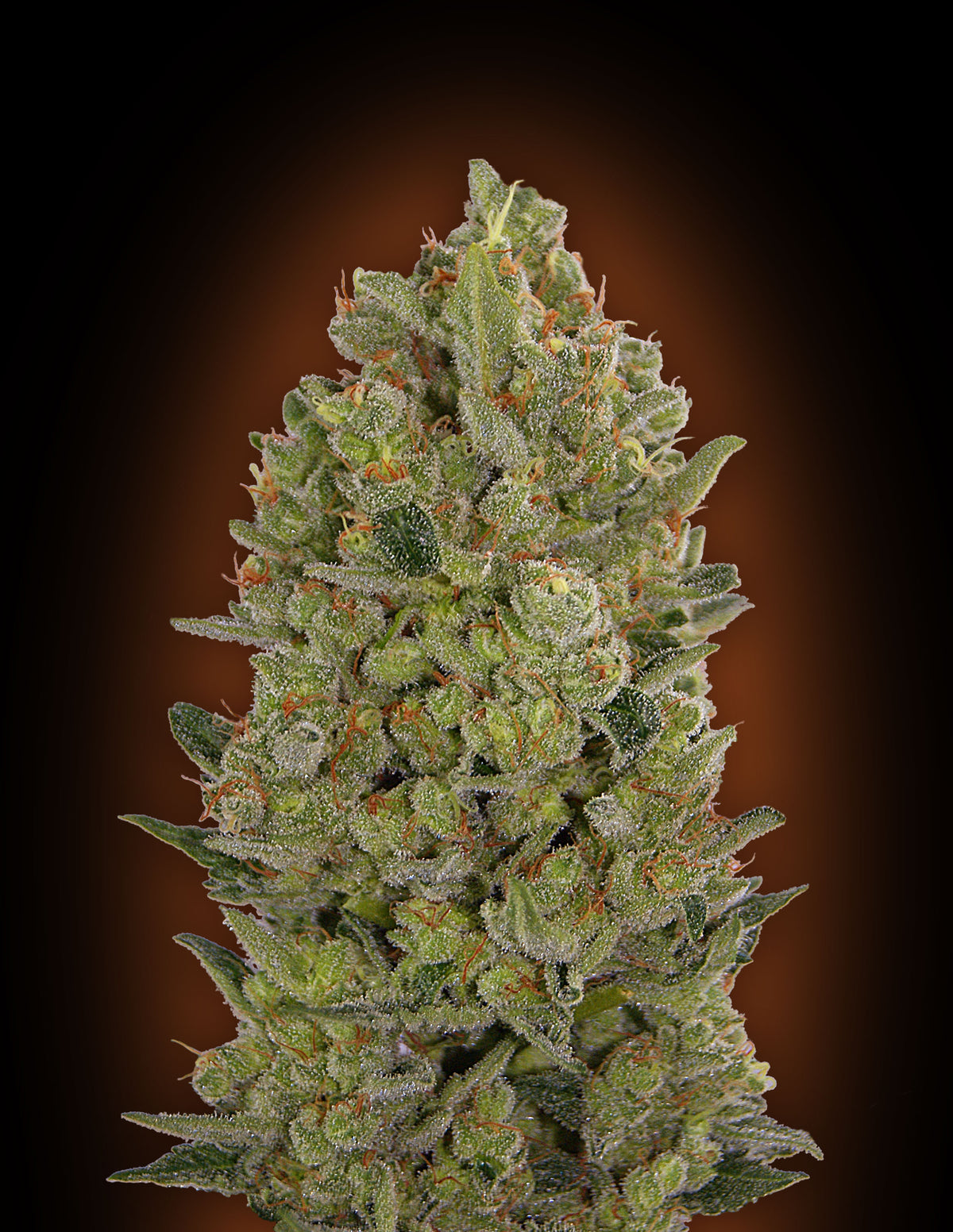 Female Collection #3 (00 Seeds) feminisiert Cannabis Samen von 00 Seeds