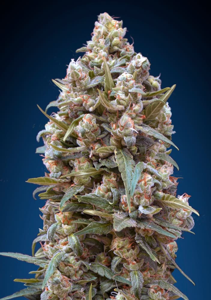 Female Collection #4 (00 Seeds) feminisiert Cannabis Samen von 00 Seeds