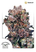 Blueberry (Dutch Passion) RegulÀr Cannabis Samen von Dutch Passion