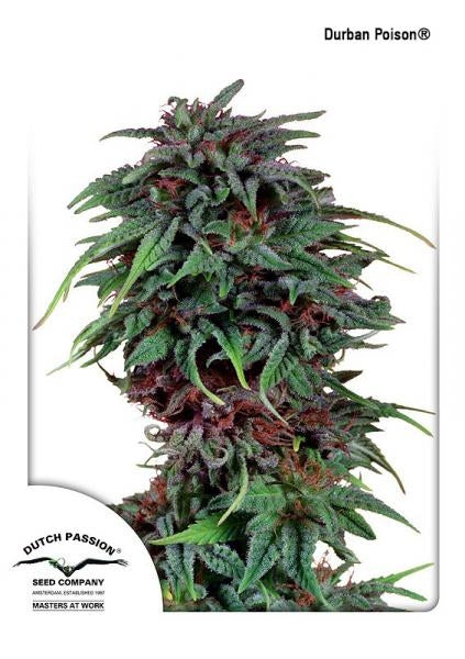 Durban Poison (Dutch Passion) Regulär Cannabis Samen von Dutch Passion