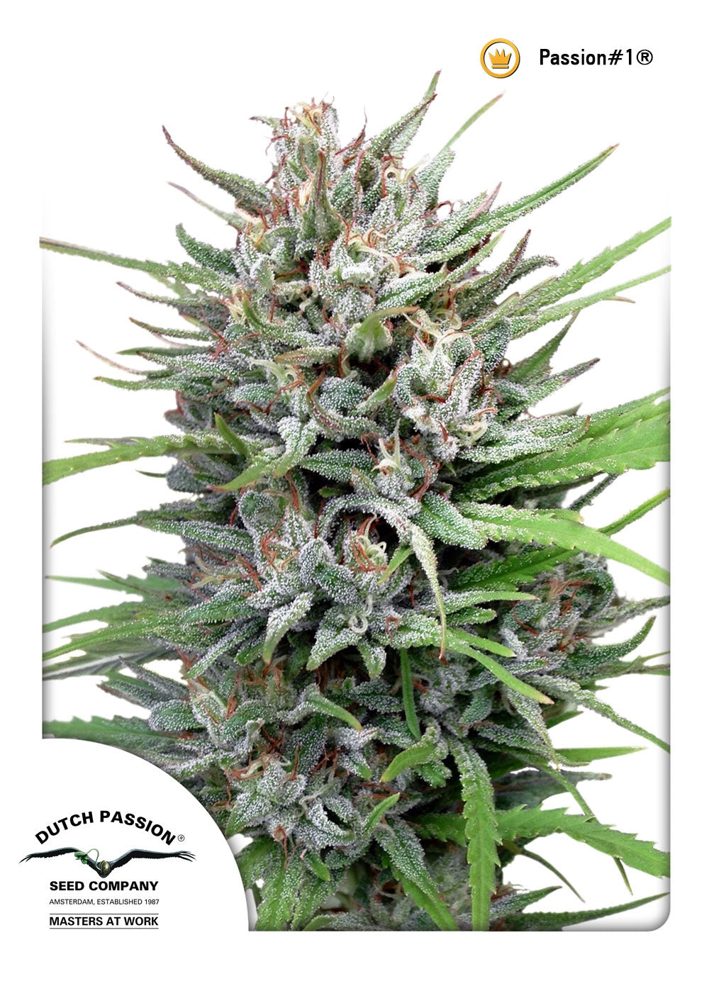 Passion #1 (Dutch Passion) Regulär Cannabis Samen von Dutch Passion