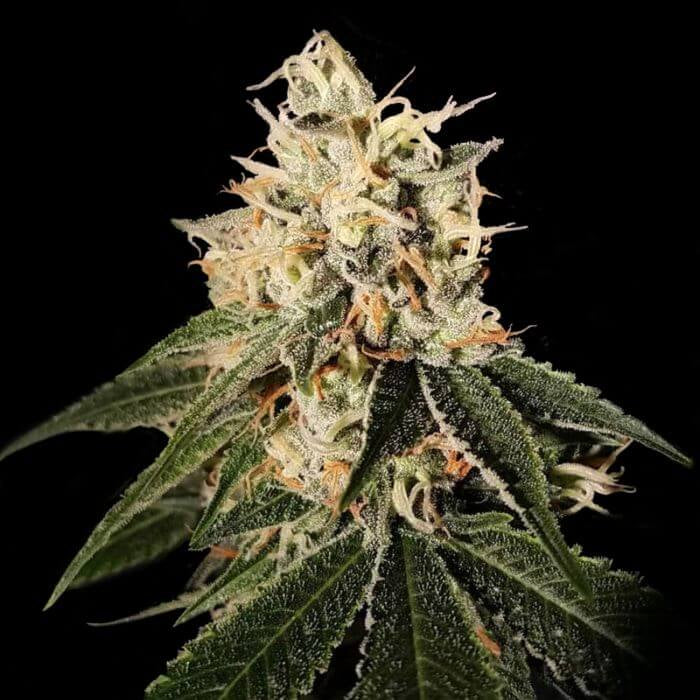 Sour Juice (DNA Genetics) Regulär Cannabis Samen von DNA Genetics