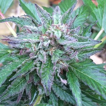 Early Bubba (Ace Seeds)