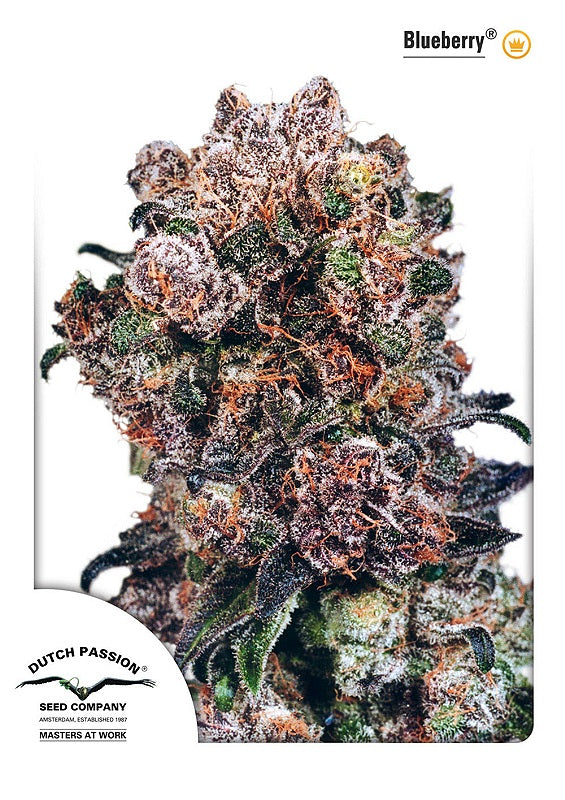 Blueberry (Dutch Passion) feminisiert Cannabis Samen von Dutch Passion