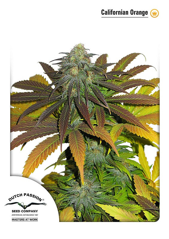 Californian Orange (Dutch Passion) feminisiert Cannabis Samen von Dutch Passion