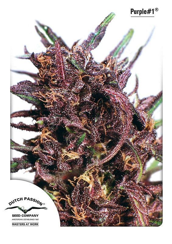 Purple #1 (Dutch Passion) feminisiert Cannabis Samen von Dutch Passion