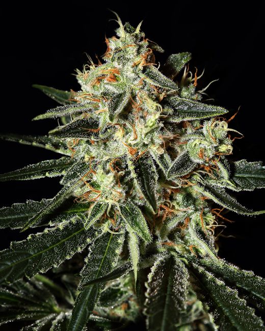 Cheese (Greenhouse Seed Co.) feminisiert
