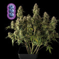 Blueberry Auto (Seedsman) Cannabis Samen von Seedsman