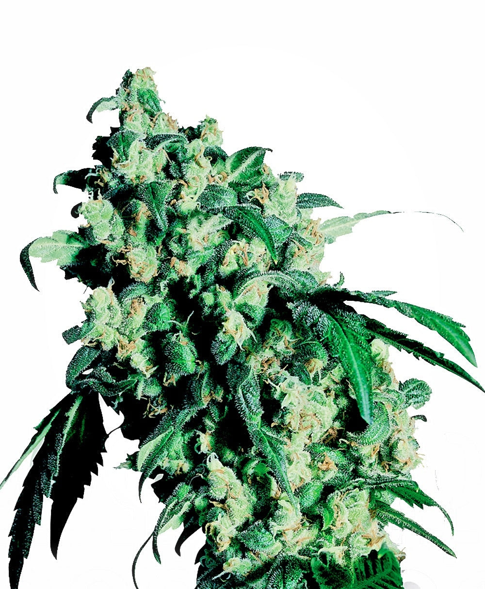 Super Skunk (Sensi Seeds) feminisiert Cannabis Samen von Sensi Seeds