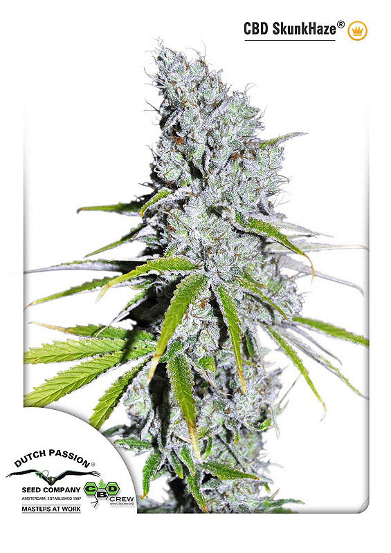 Skunk Haze CBD (Dutch Passion) feminisiert Cannabis Samen von Dutch Passion