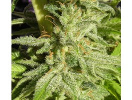 Orient Express (Ace Seeds) feminisiert Cannabis Samen von Ace Seeds