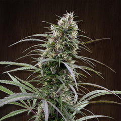 Congo (Ace Seeds) feminisiert Cannabis Samen von Ace Seeds