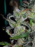 Zamaldelica (Ace Seeds) feminisiert Cannabis Samen von Ace Seeds