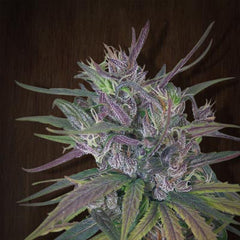 Oldtimer's Haze (Ace Seeds) Regulär Cannabis Samen von Ace Seeds