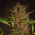 Pakistan Chitral Kush (Ace Seeds) Regulär Cannabis Samen von Ace Seeds