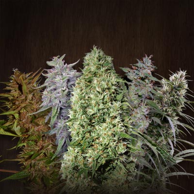 ACE Mix (Ace Seeds) Regulär Cannabis Samen von Ace Seeds