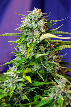 Jack 47 Auto (Sweet Seeds) Cannabis Samen von Sweet Seeds
