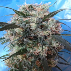 Kali China (Ace Seeds) feminisiert Cannabis Samen von Ace Seeds