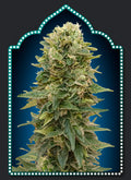 Female Mix (00 Seeds) feminisiert Cannabis Samen von 00 Seeds