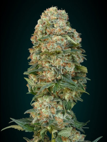 Afghan Skunk (Advanced Seeds) feminisiert Cannabis Samen von Advanced Seeds
