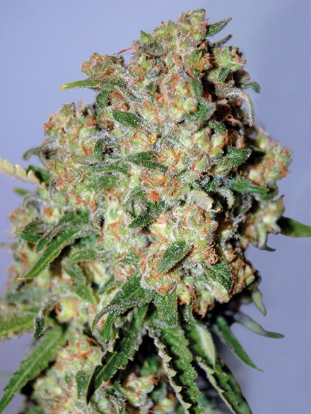Critical (Advanced Seeds) feminisiert Cannabis Samen von Advanced Seeds