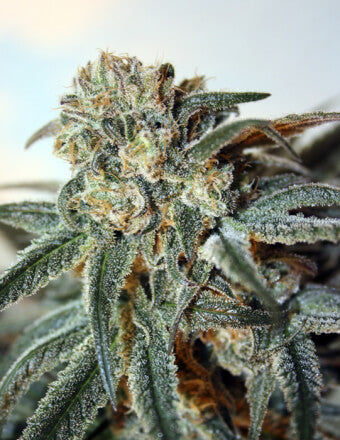 Zombie Kush (Ripper Seeds) feminisiert Cannabis Samen von Ripper Seeds