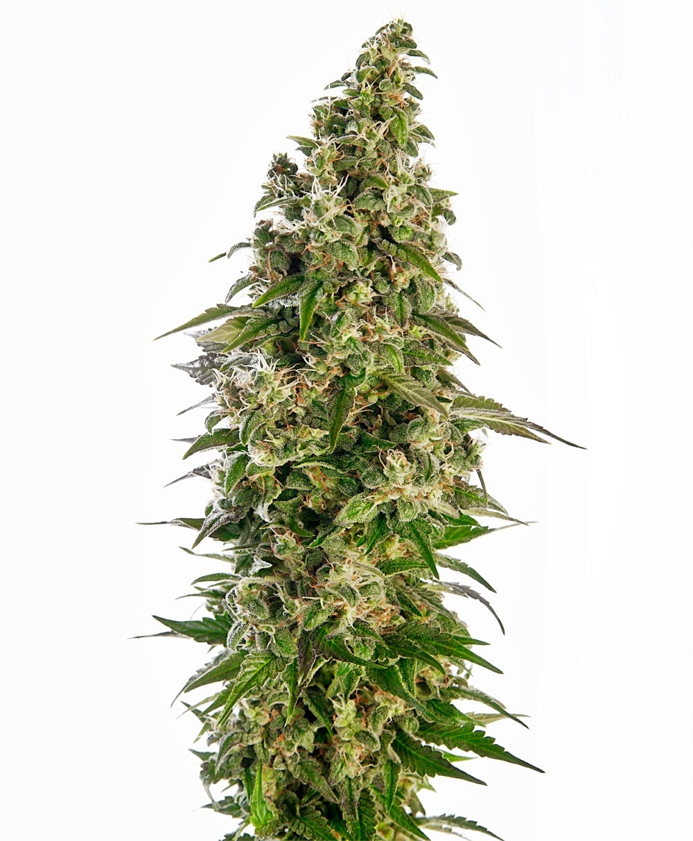 Afghani #1 Auto (Sensi Seeds) Cannabis Samen von Sensi Seeds