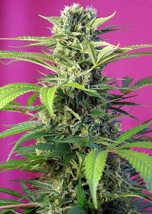 Chem Beyond Diesel CBD (Sweet Seeds) feminisiert Cannabis Samen von Sweet Seeds