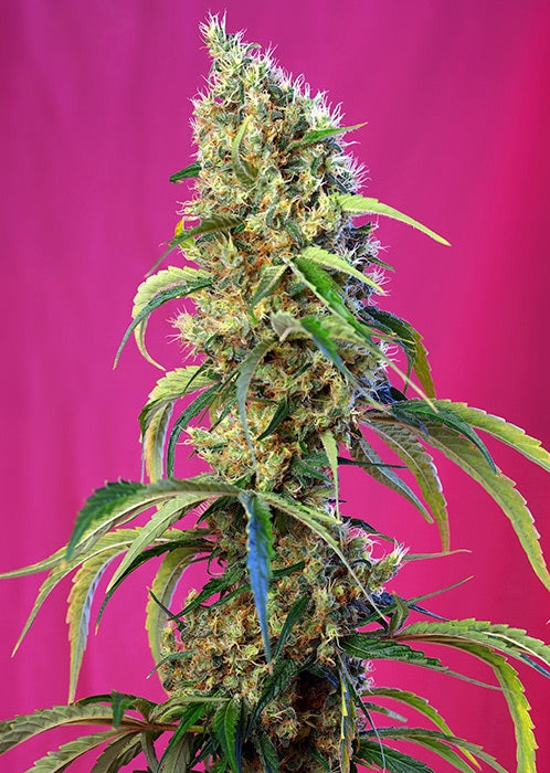 Black Jack CBD (Sweet Seeds) feminisiert Cannabis Samen von Sweet Seeds