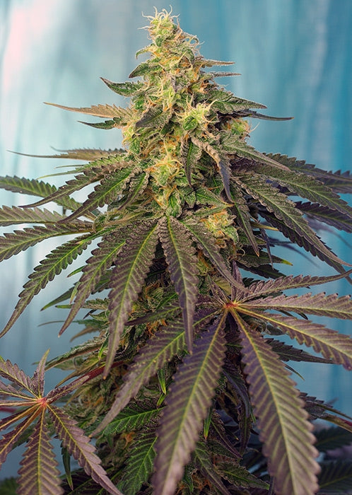 Cream Caramel CBD (Sweet Seeds) feminisiert Cannabis Samen von Sweet Seeds